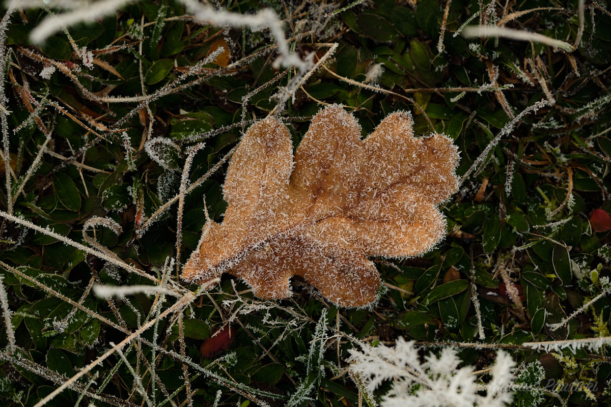 Mroźny poranek